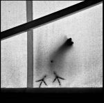 Jean Lapujoulade - Le pigeon fantôme